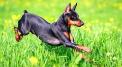 Patuljak pincher (foto): ljubav i energično dijete
